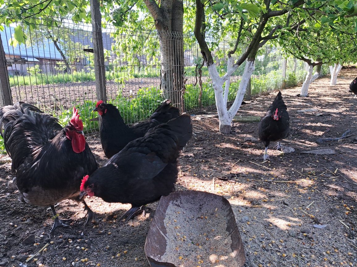 Australorp negru și albastru