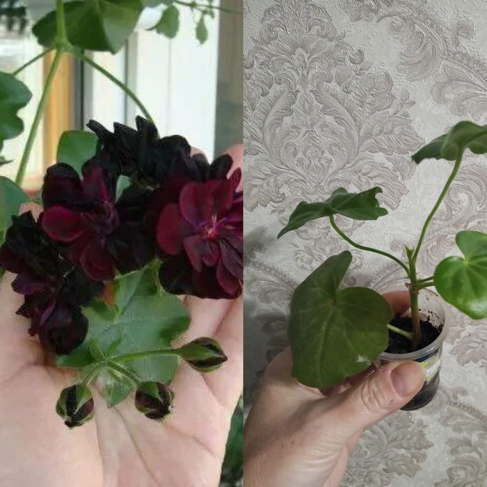 Плющелистная пеларгония