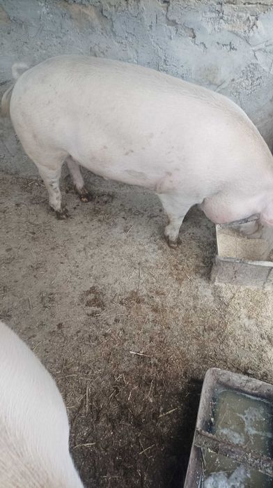 Продавам прасе за ценители