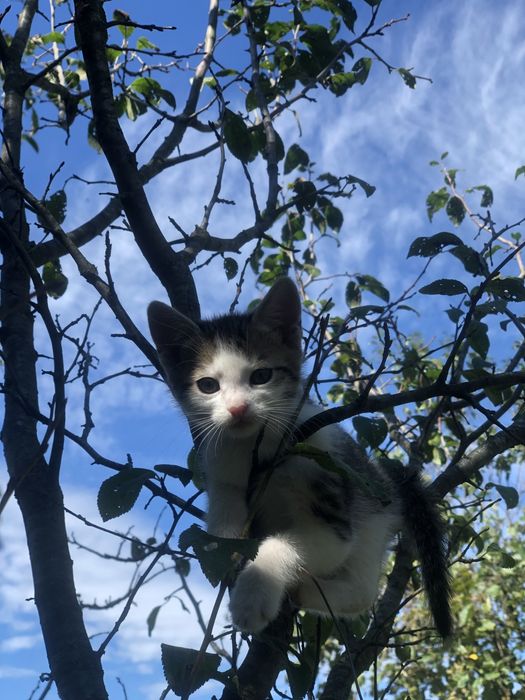 Pui de pisica pentru adoptie