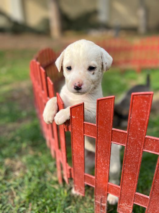 Щенята в добрые руки