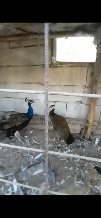 Vand pui de Strut