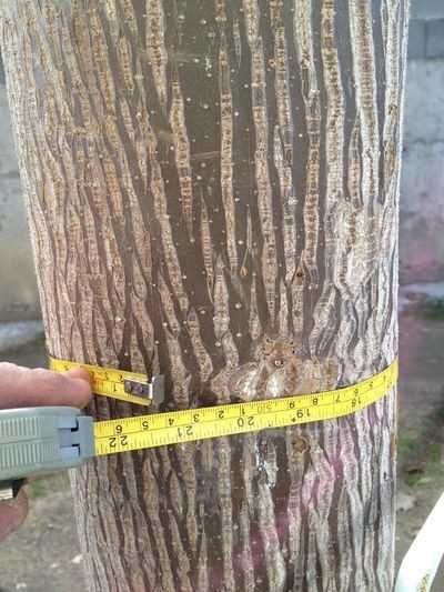 Vand Seminte Paulownia + Afacere + Magazin online