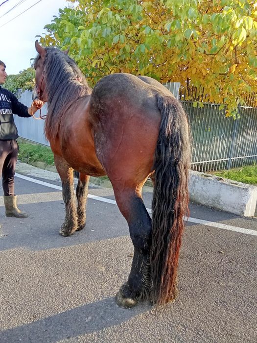 De vânzare harmasar de 2 ani jumate cuminte curat învățat la ham