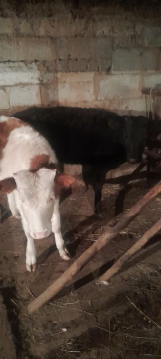 Бұзаулар сатылады бір еркек бір ұрғашы саудасы бар