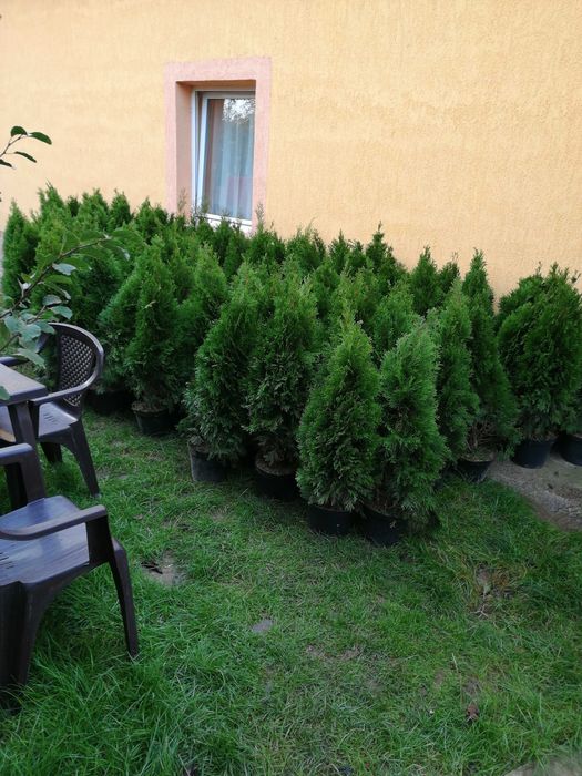 tuia smaragd la ghiveci 80,100,120,150,180 cm