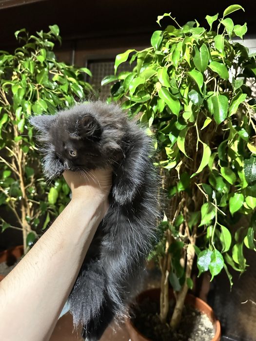 Highlandfol котенок чистокровный