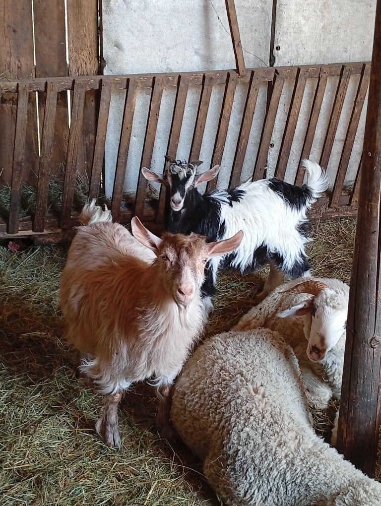 Doi Iezi de vânzare