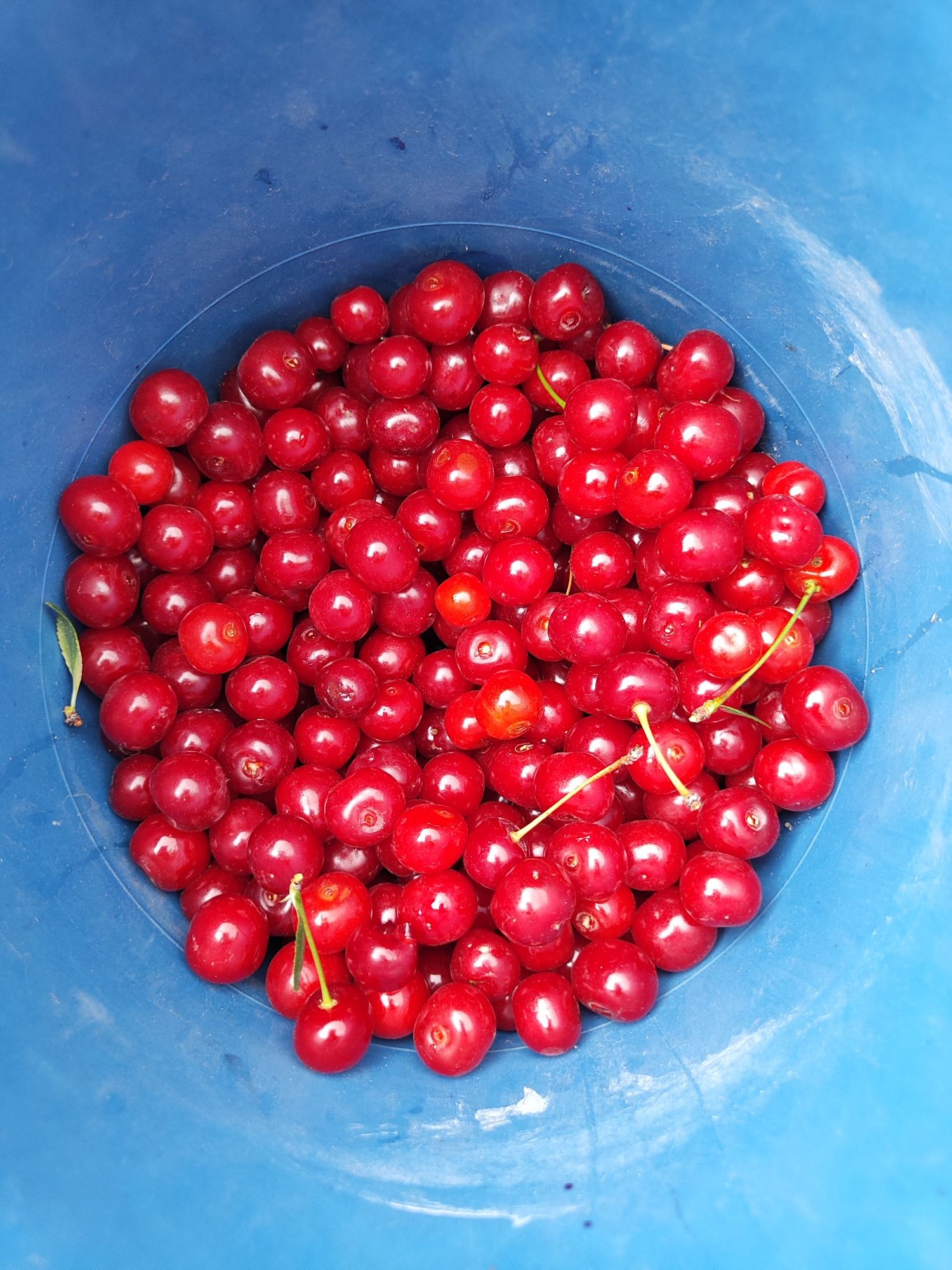 Продам вишню дачи бам
