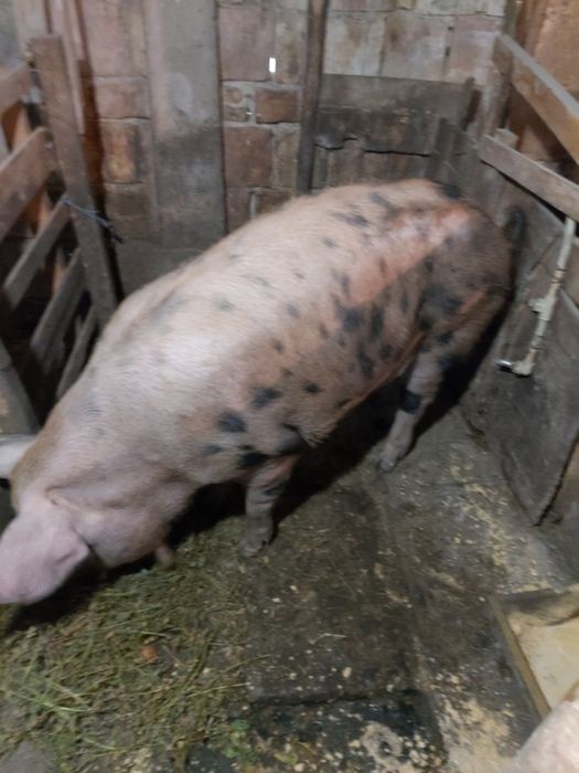 Продавам мъжко прасе скопено