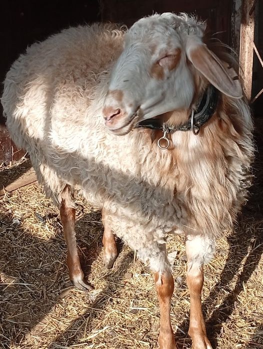 Баран самец кошкар.