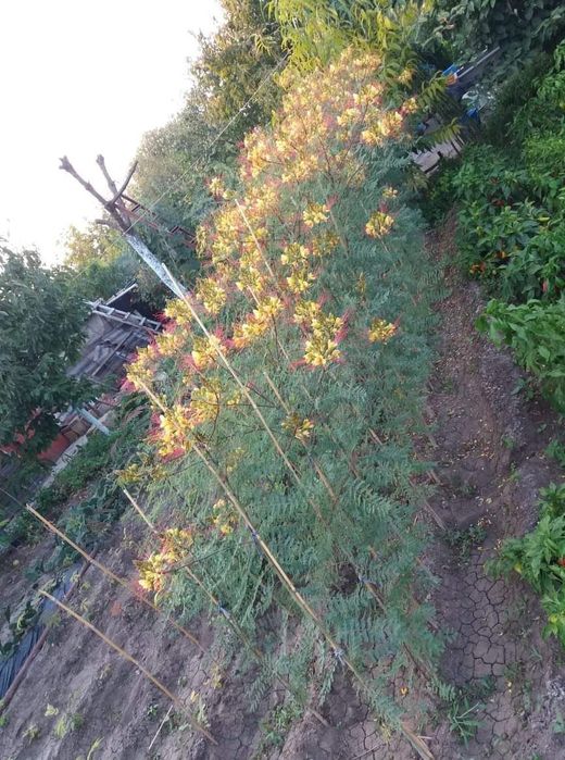 Продавам дръвчета Цезалпиния (Райска Птица )