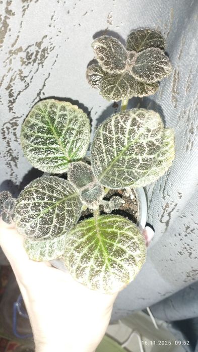 Продаются эписции шикарные