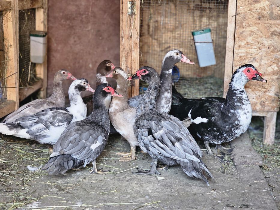 Rate lesesti albastre