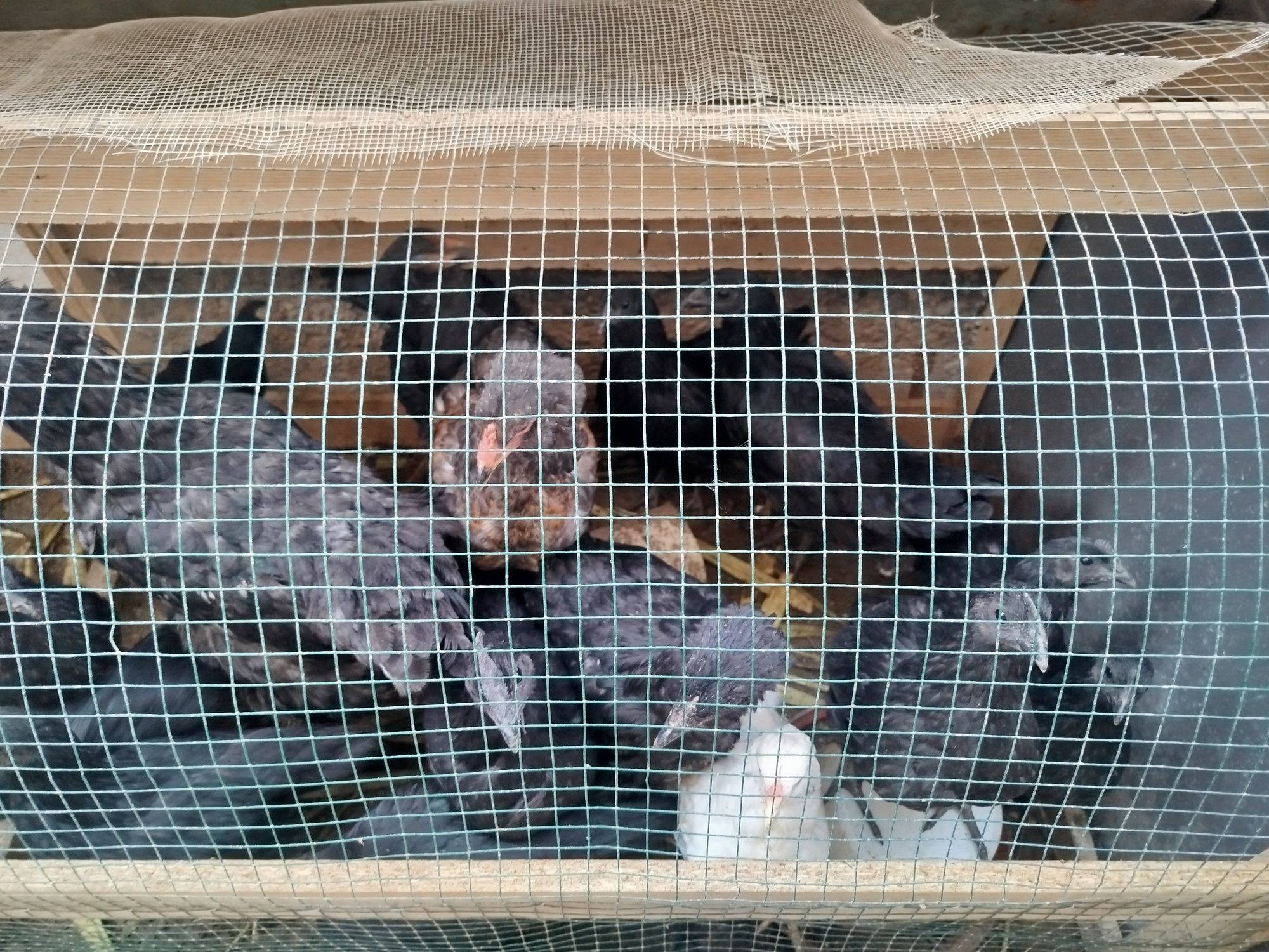 Продам Домашних птиц, Брама, и курицы китайской породы. ,
