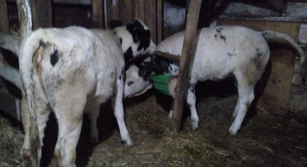 Vițele belgă de Vînzare