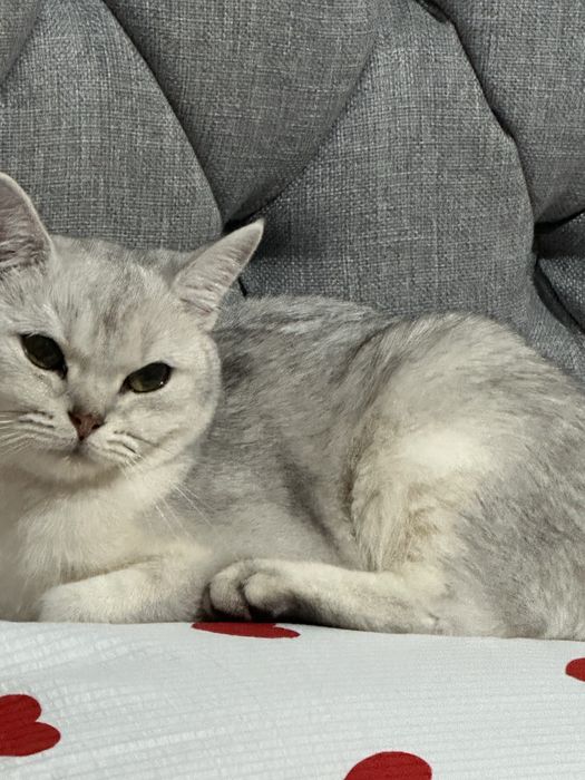 Вязка кошки, британская прямоухая породистая