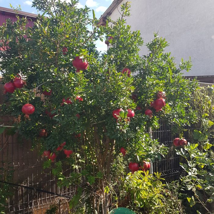 Rodie Acco anul 3 si 4 la ghiveci