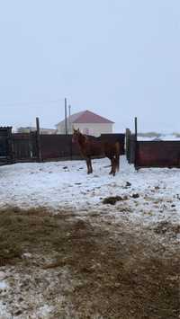 Жылқы Бие сатылады 3жасар