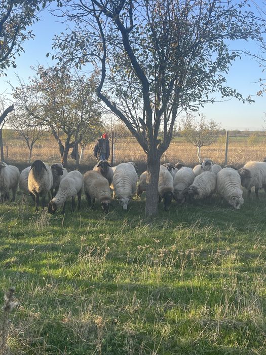 Oi turcane si carabase