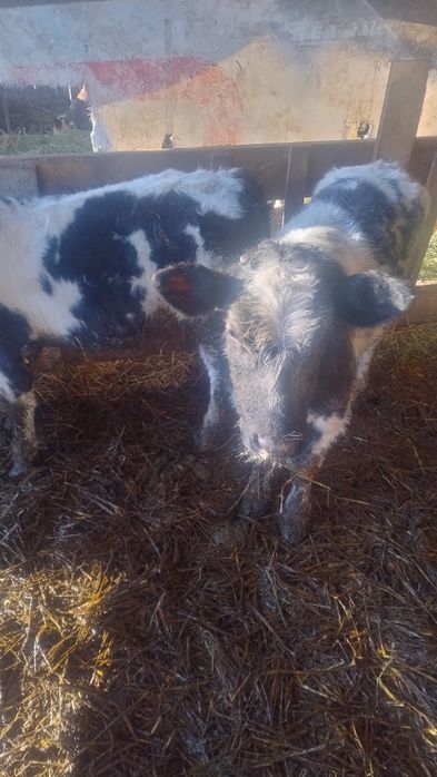 Vinvd un vitel și o vitea belga