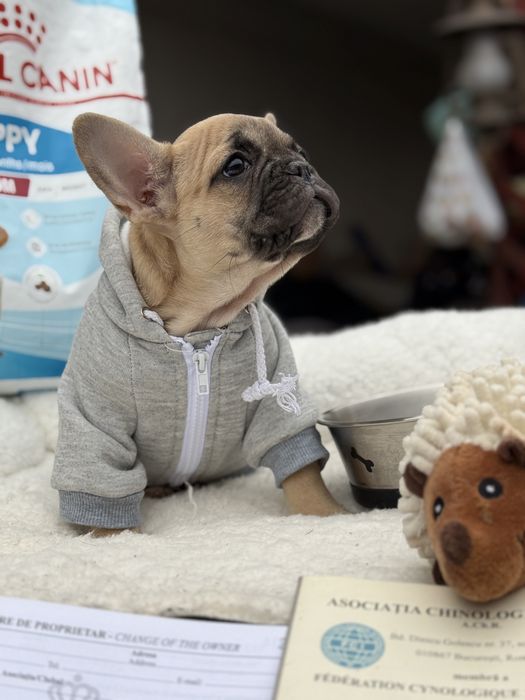 Bulldog franez cu pedigree