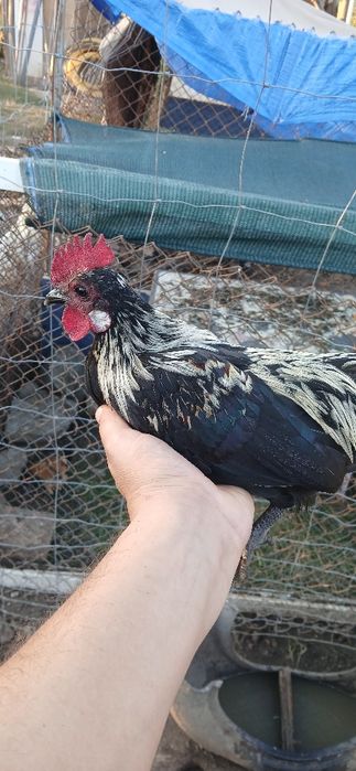 Cocoși disponibili
