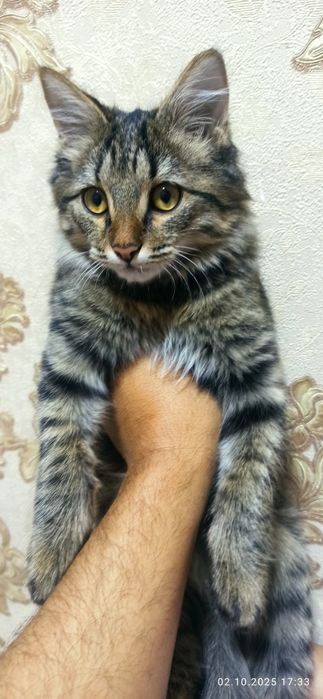 Продаётся кошка, мальчик