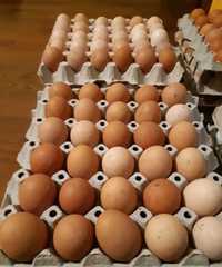 Предлагам домашни яйца от щастливи кокошки