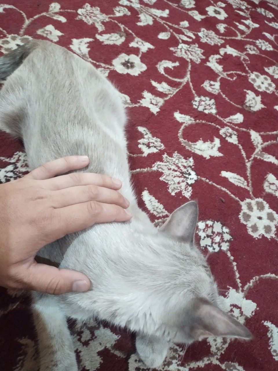 Zottor mushuk sotiladi