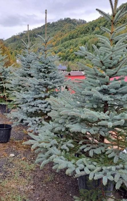 Brazi Argintii,  Brazii  Normandian Mesteacăn cu coaja albă