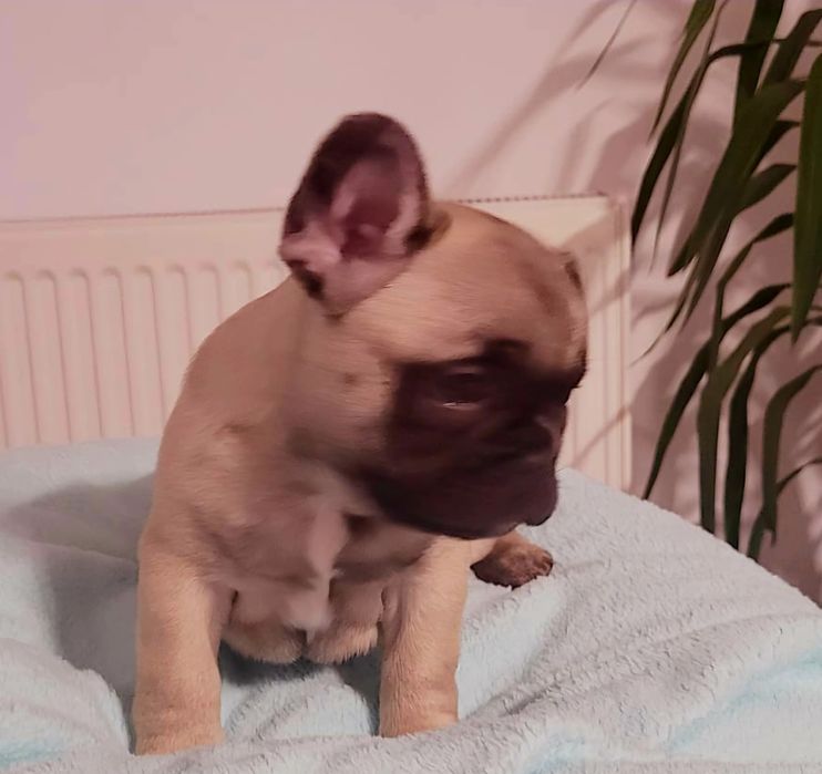 Bulldog  francez