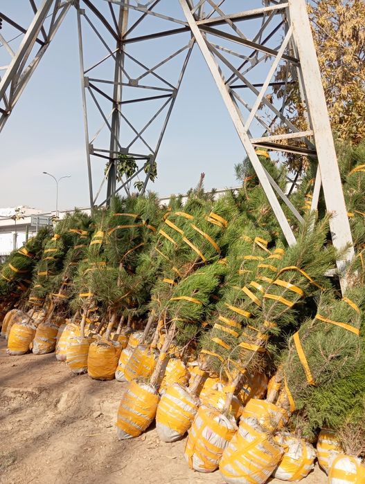 Archalar kòchatlari