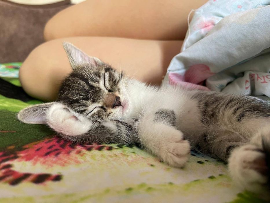 отдам в хорощие руки мальчика