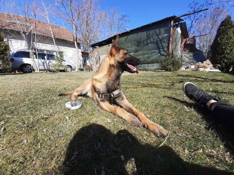 Vand Ciobanesc Belgian Malinois