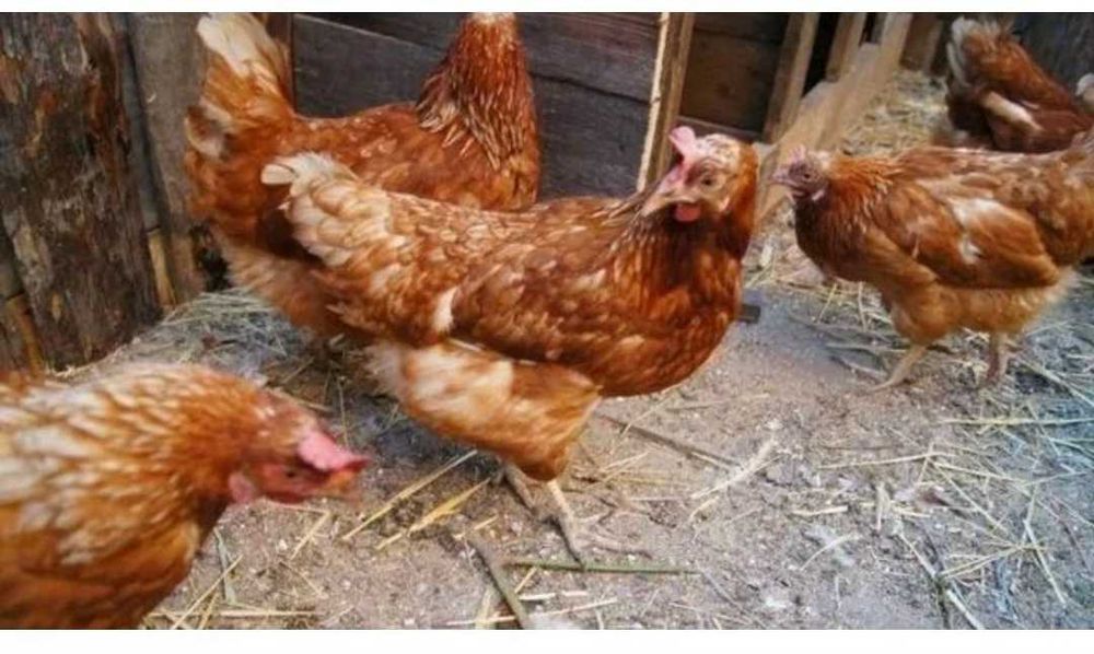 Продам кур Ломан браун