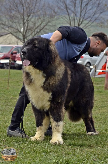 Mascul ciobănesc caucazian