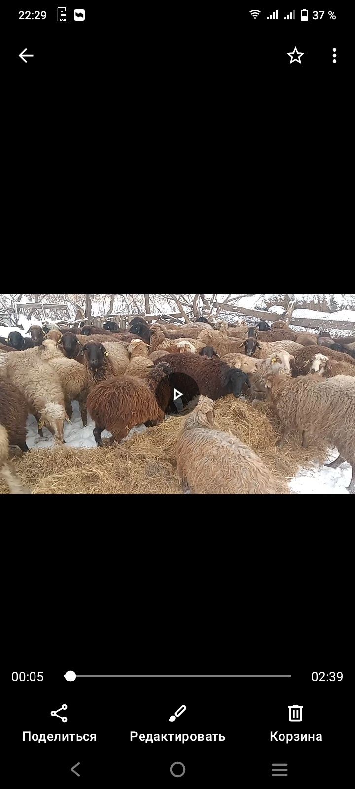 Продам баран оптам и штучна