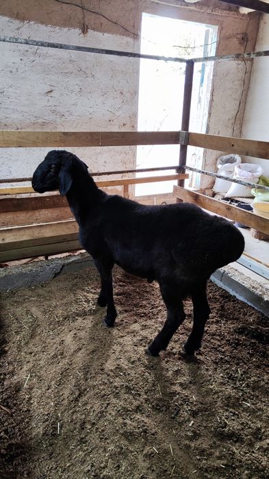 Qozi qochqorla sotiladi