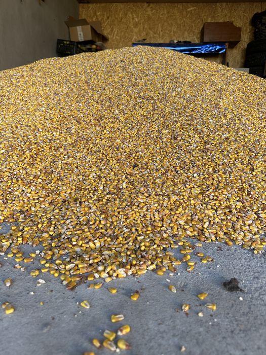 Vand porumb boabe productie 2025