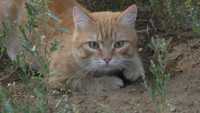 Потерялся взрослый рыжий кот, район курени