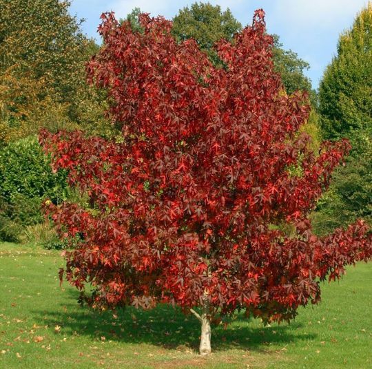 Arborele De Guma