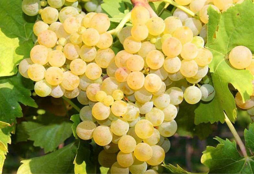 Avem struguri de vin din podgoriile vrancei