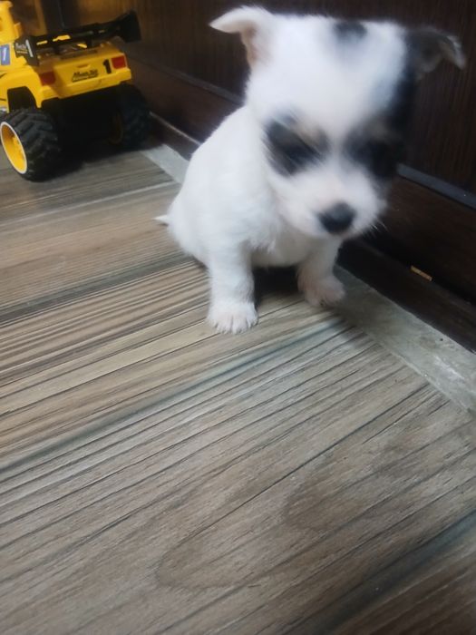 Кученца йорки - шпиц