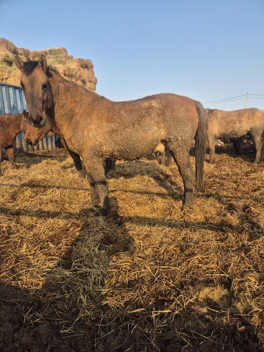 Жылкы семиз,лошади жирные