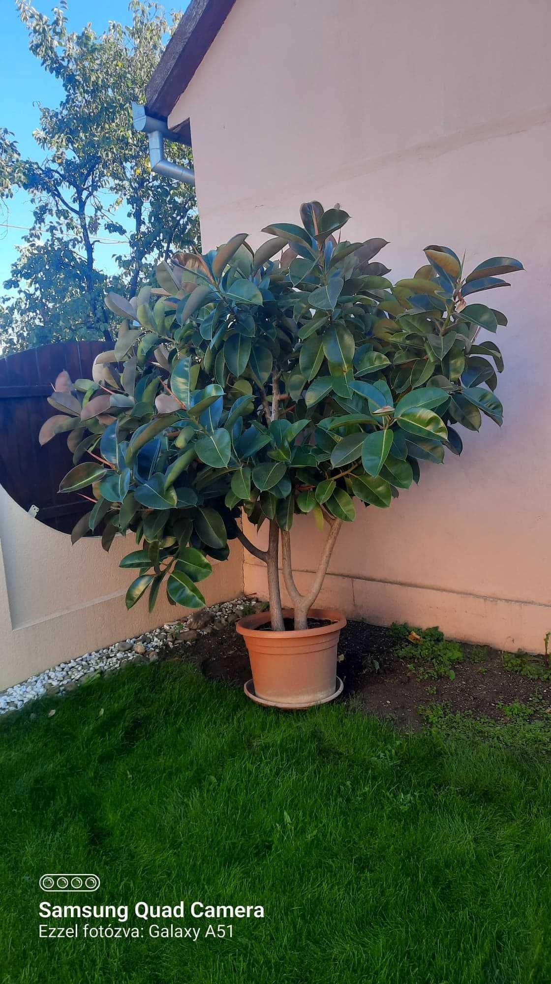 Devanzare ficus dublu de 2.5 metri circumferinta.