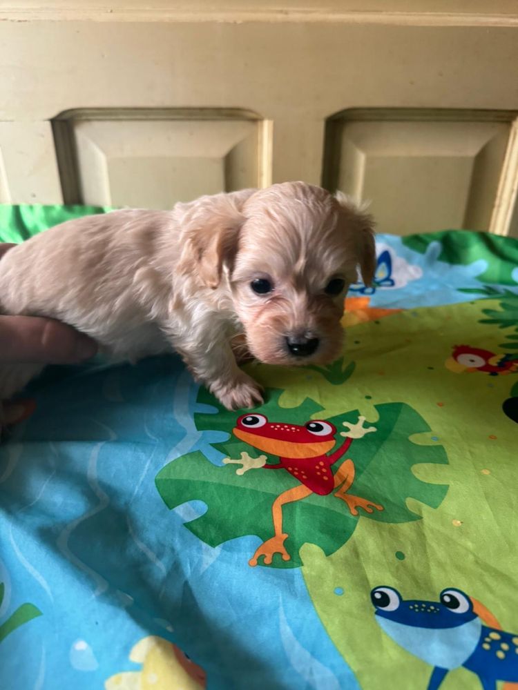 Vand Maltipoo Toy capucino