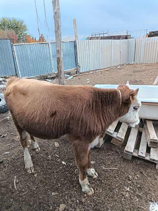 Еркек подсос Баспақ сатылады 4 бас продаются бычки 4 головы