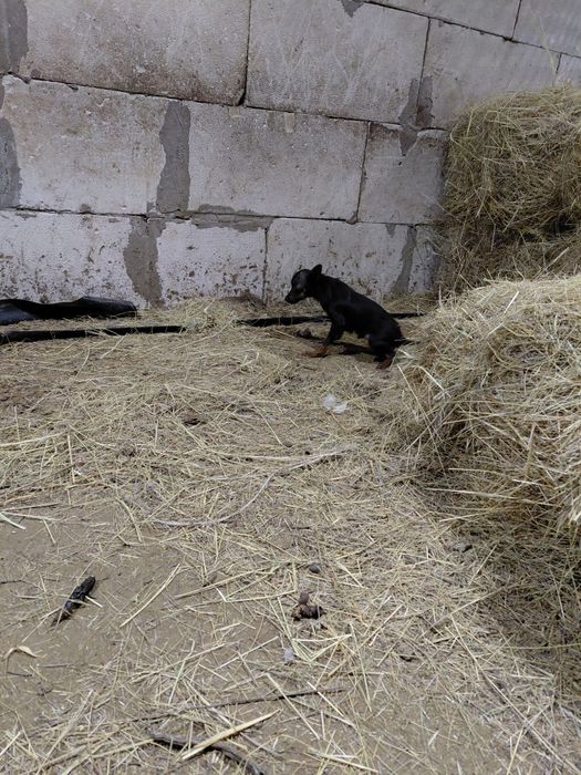 той терьер 6 мясец