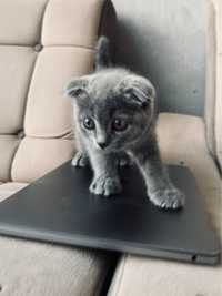 Scottish Fold Qiz